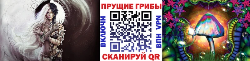 купить наркоту  Нововоронеж  Псилоцибиновые грибы GOLDEN TEACHER 